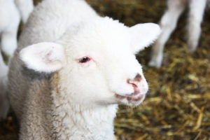 mouton megève